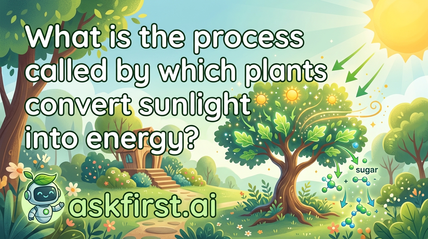 What is the process called by which plants convert sunlight into energy? What is the process called by which plants convert sunlight into energy?